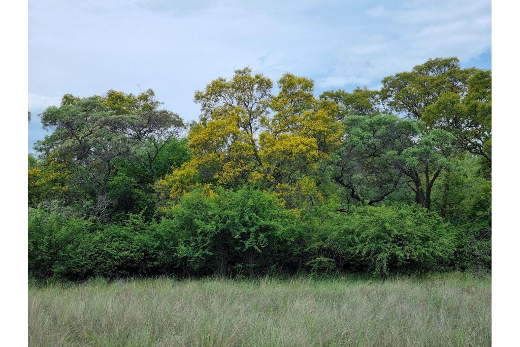 Afrikaanse peltophorum