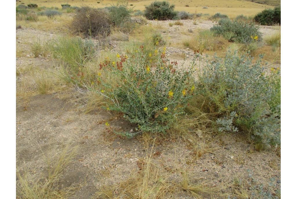 Nette voet uit Namibië