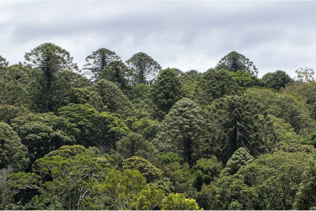 Bunya pine