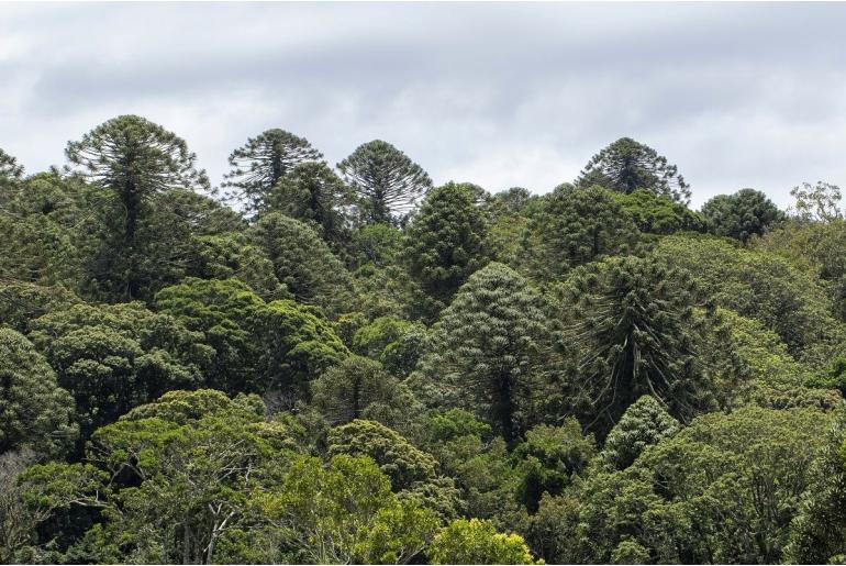 Araucaria bidwillii -2370