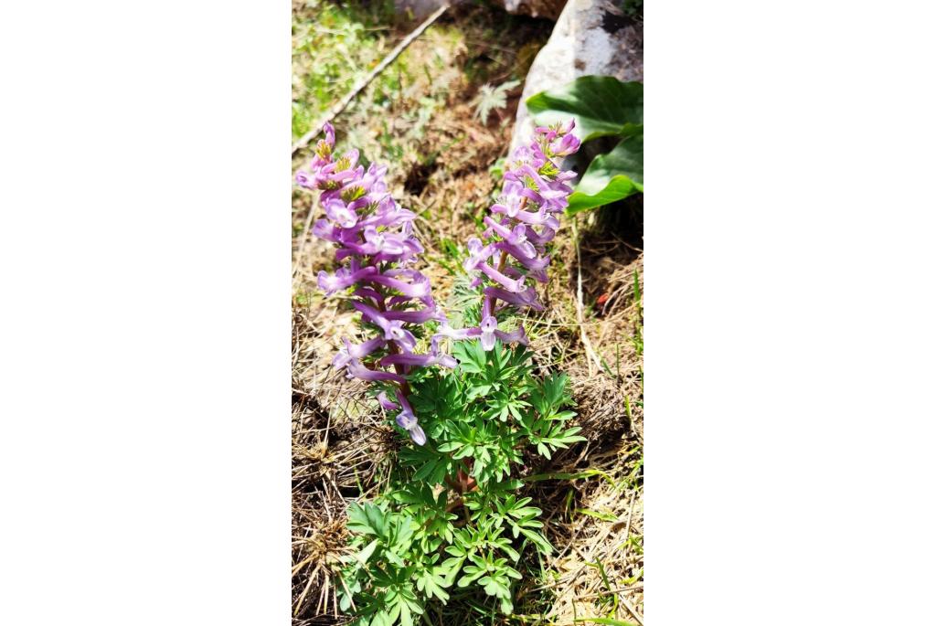 Gevingerde corydalis