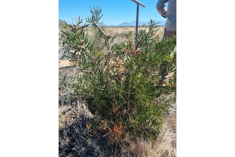 Melaleuca linearis -2377