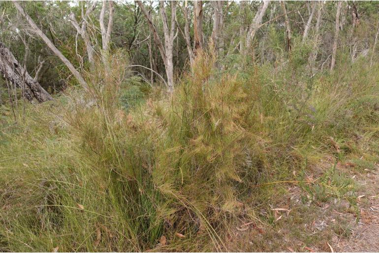 Allocasuarina pusilla -2382