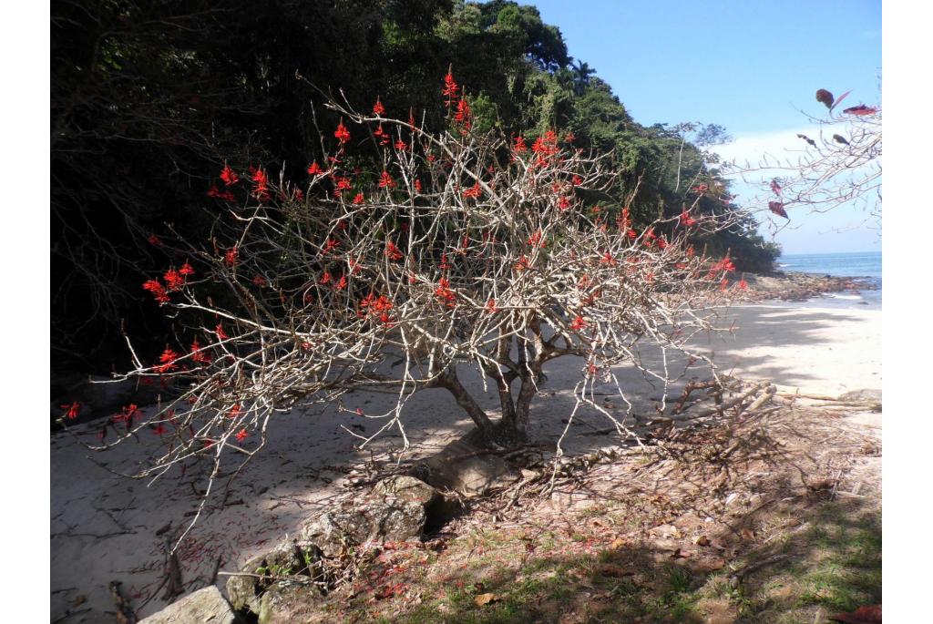 Opzichtige koraalboom