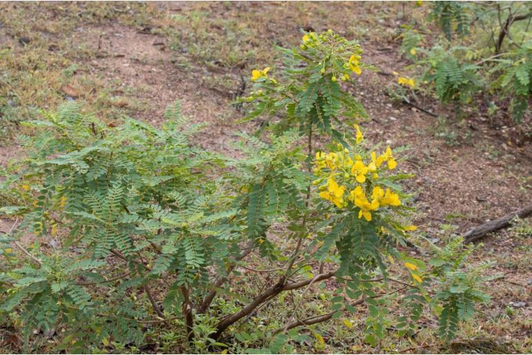 Senna auriculata -2389