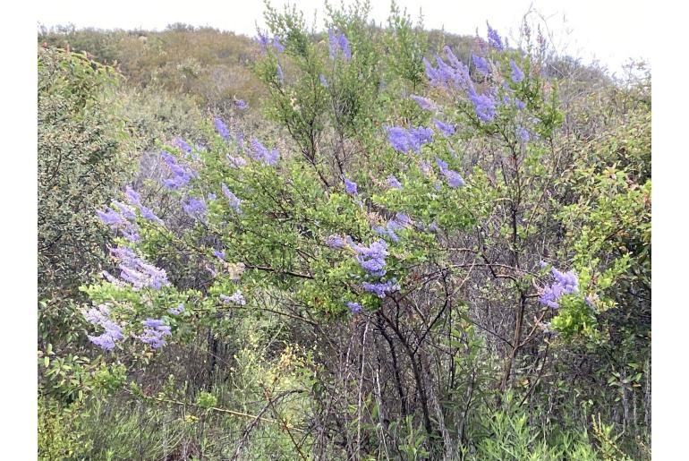 Ceanothus cyaneus -2390