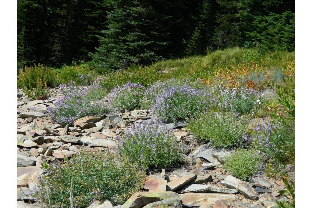 Lyall's penstemon