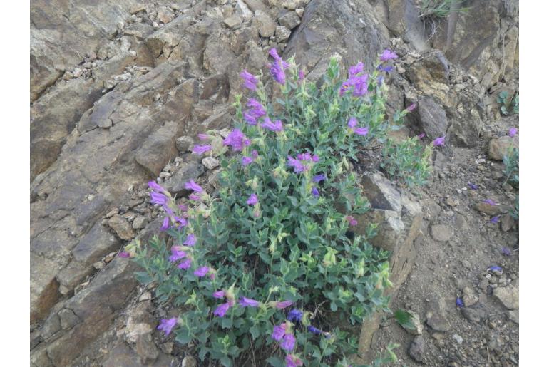 Penstemon montanus -2392