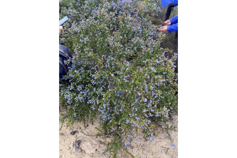 Ceanothus dentatus -2395