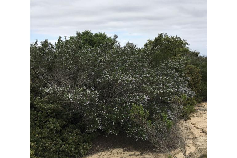 Ceanothus griseus -2396