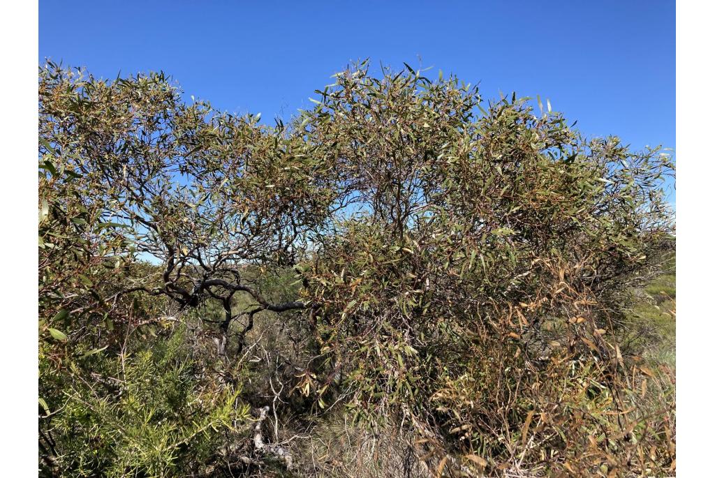 Howatharra Eucalyptus