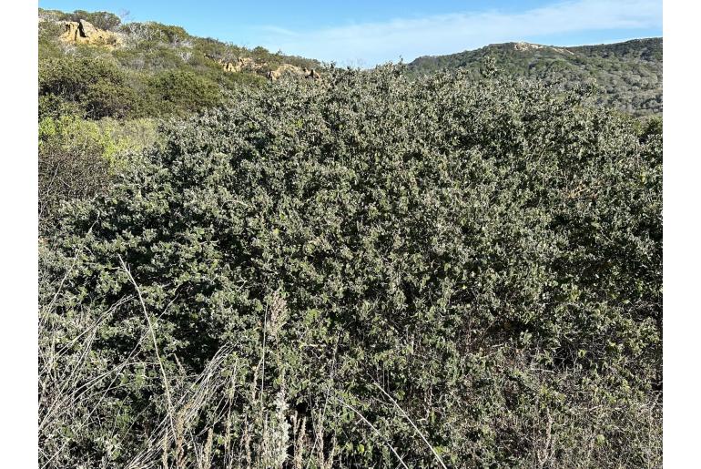 Ceanothus incanus -2398