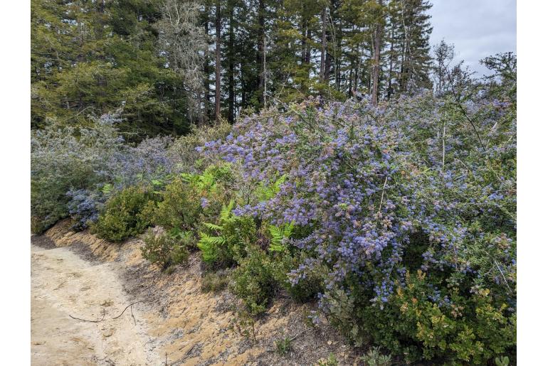 Ceanothus papillosus -2401