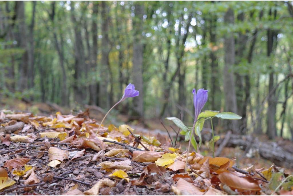 Herfstkrokus