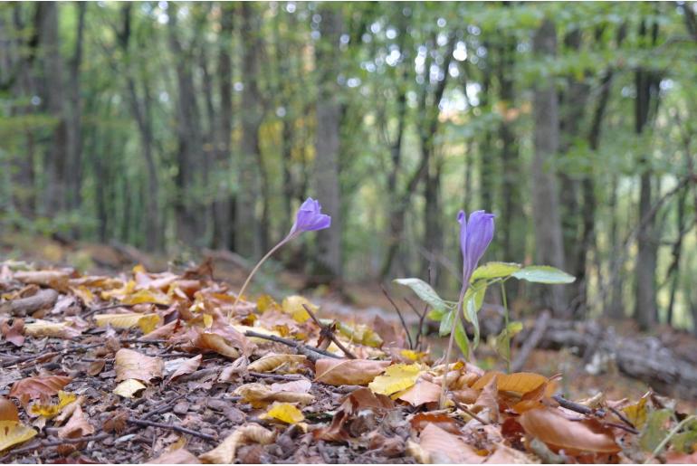 Crocus speciosus -2403