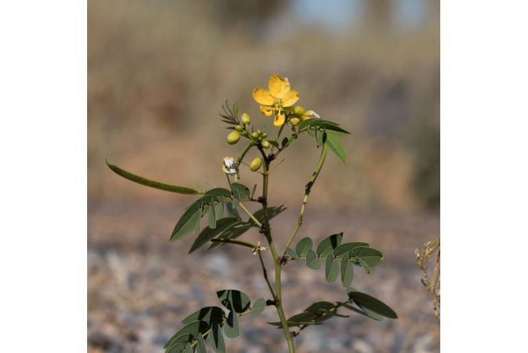 Senna planitiicola -2407