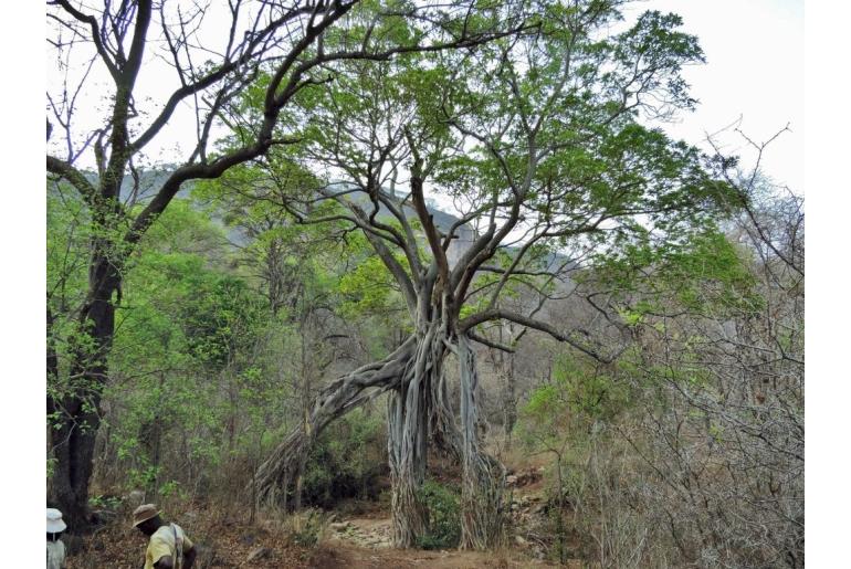 Ficus sansibarica -2413