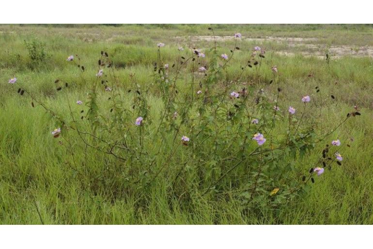 Clappertonia ficifolia -2428