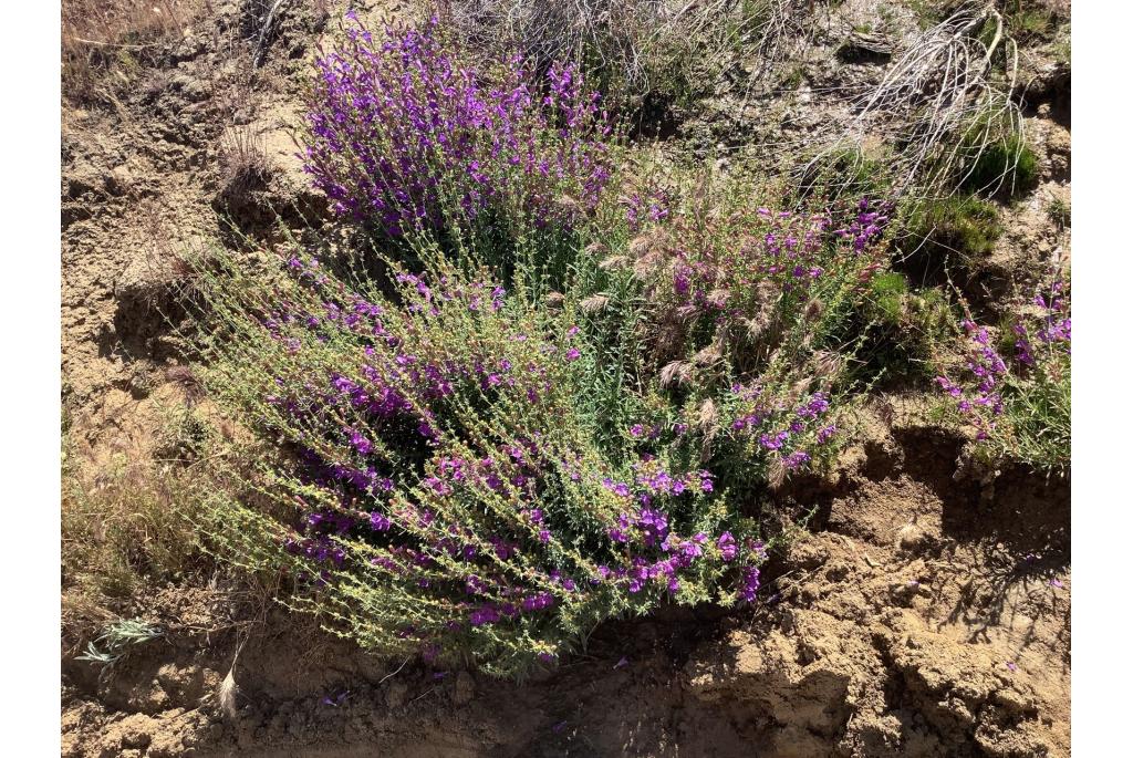 Penstemon met verschillend blad