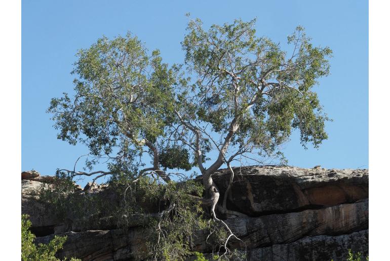 Diospyros ramulosa -2434