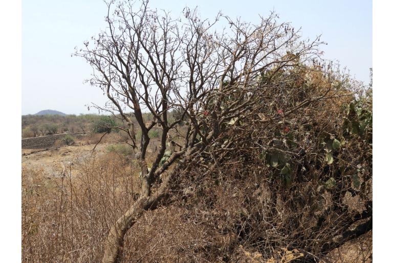 Erythrina americana -2437