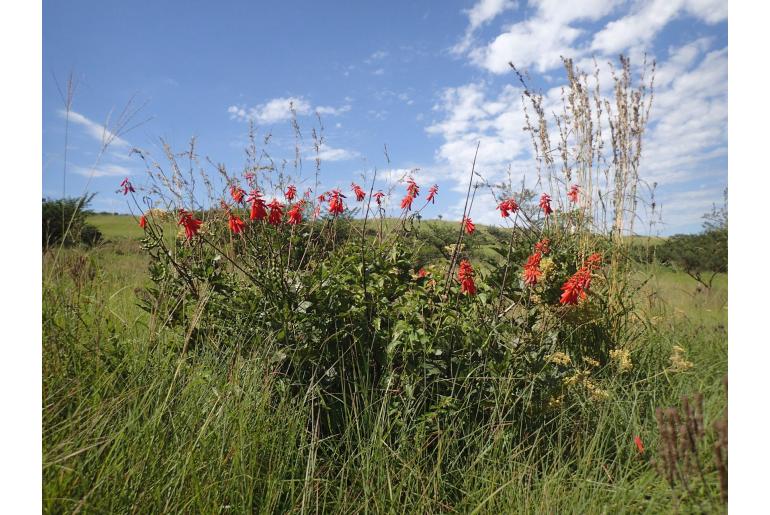 Erythrina humeana -2438