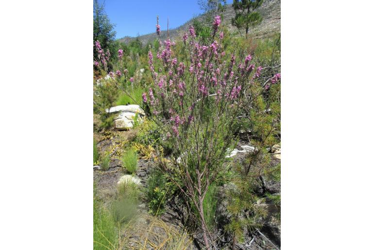 Indigofera flabellata -2462