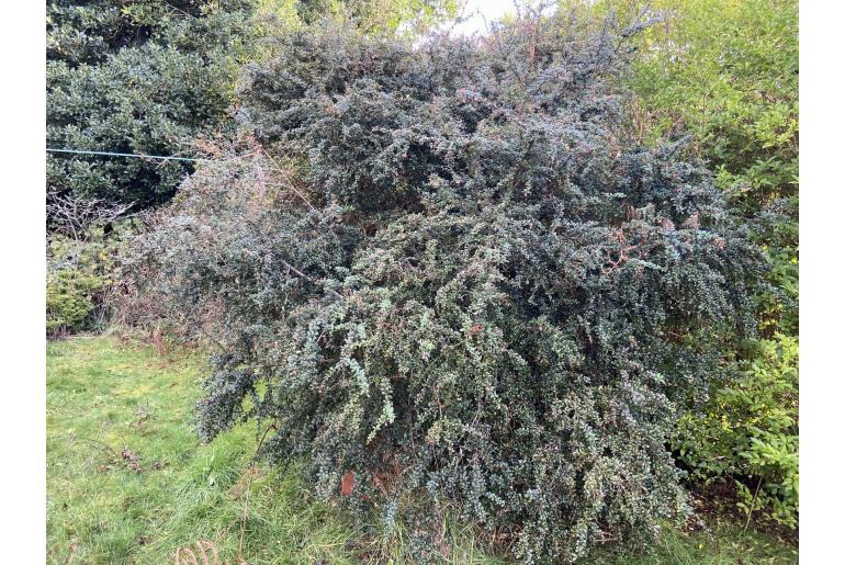 Berberis darwinii -2463