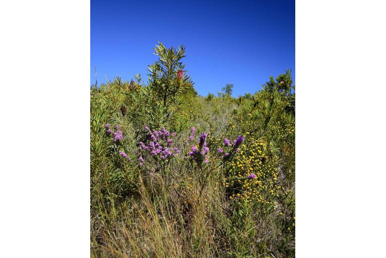 Indigofera hispida -2464