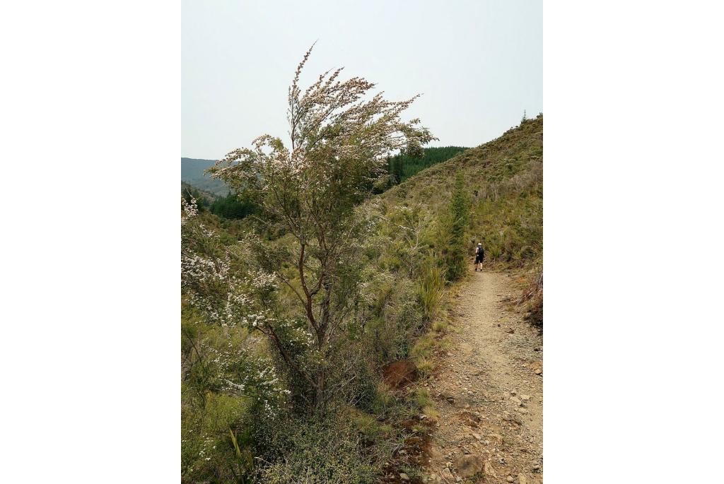 Heide-achtige kunzea