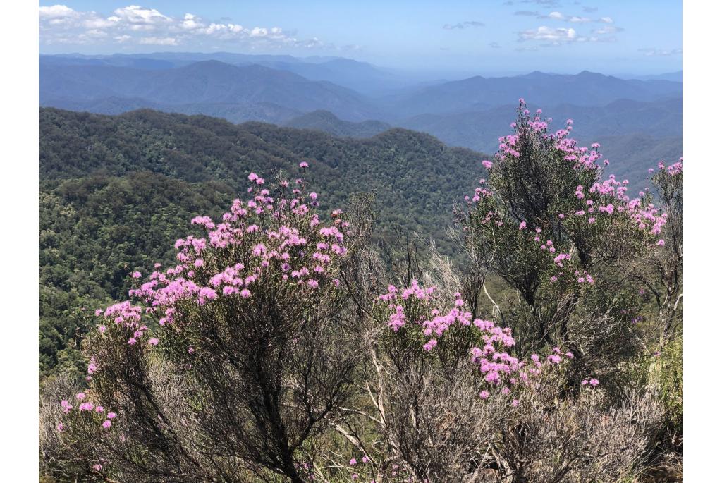 Kunzea met tegenovergesteld blad