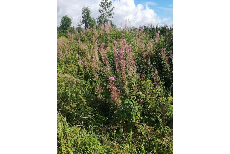 Epilobium angustifolium -2503