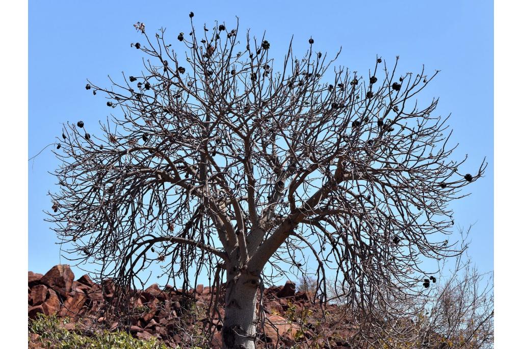 Toegespitste flessenboom