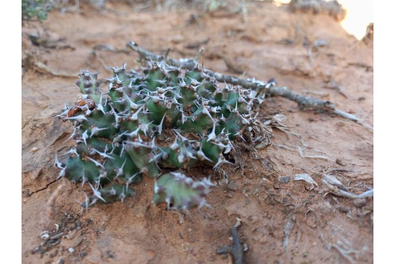 Euphorbia stellata -2515