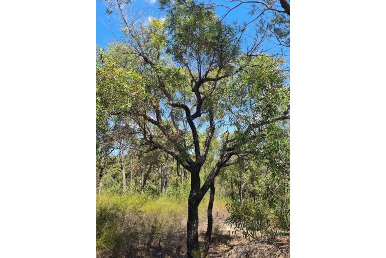 Angophora bakeri -2520