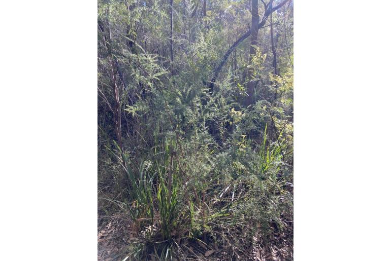 Leptospermum juniperinum -2533