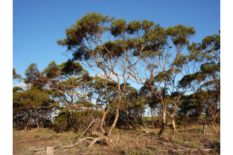 Eucalyptus calycogona ssp spaffordii -2536