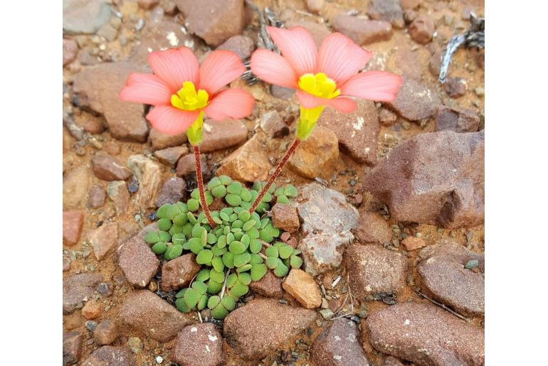 Oxalis inaequalis -2539