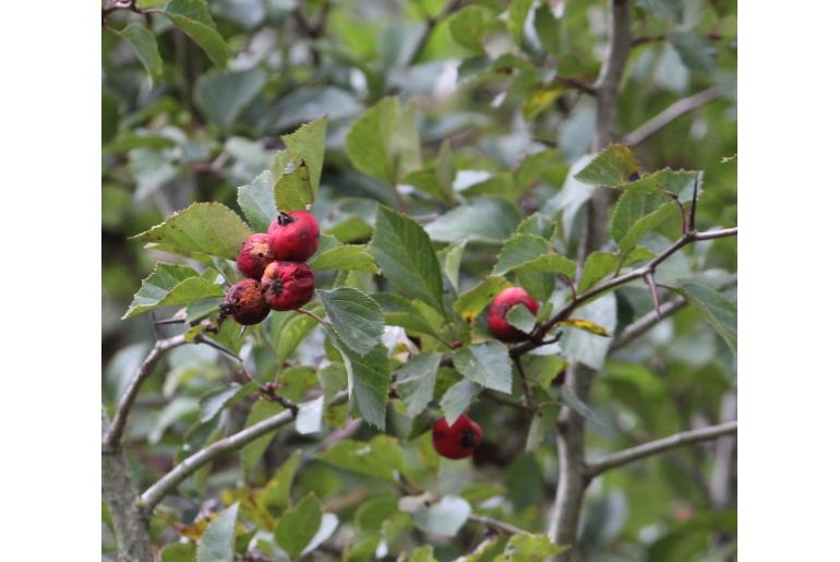 Crataegus rosei -2546