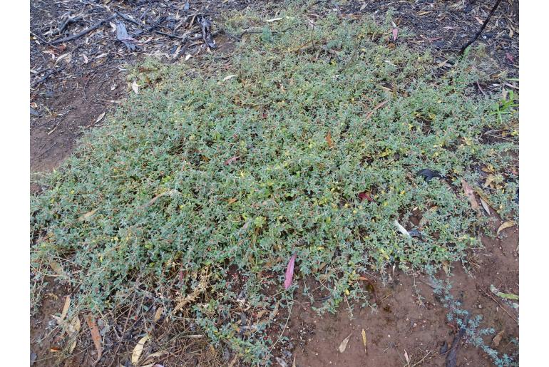 Atriplex semibaccata -2548