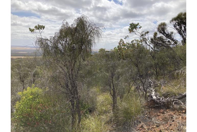 Allocasuarina scleroclada -2553