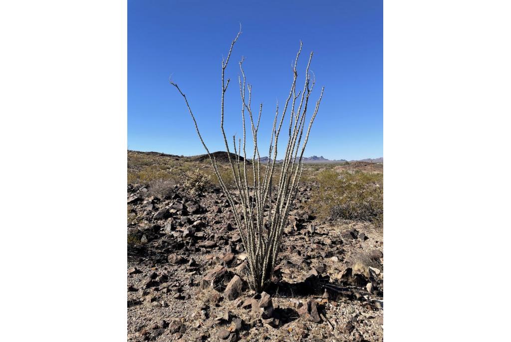 Ocotillo