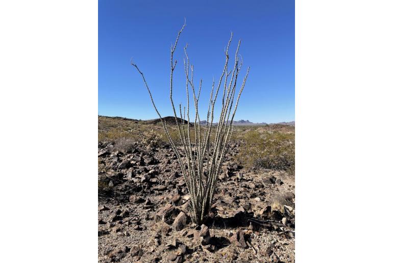 Fouquieria splendens -2560