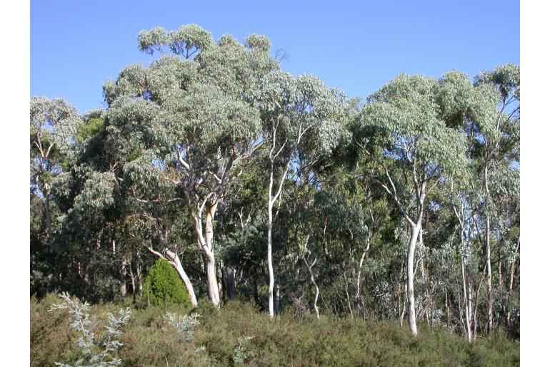 Eucalyptus canobolensis -2573