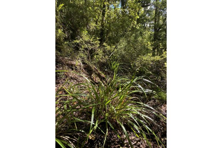 Dianella nigra -2574