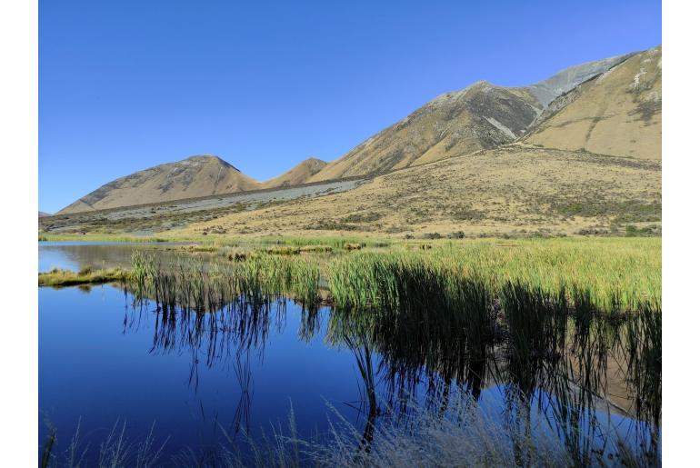 Typha orientalis -2575