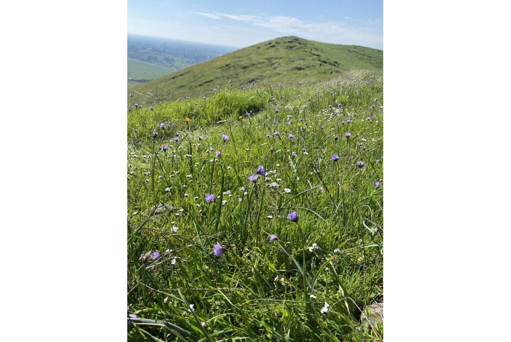 Dichelostemma met hoofdjes