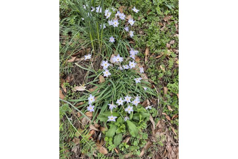 Ipheion uniflorum -2582