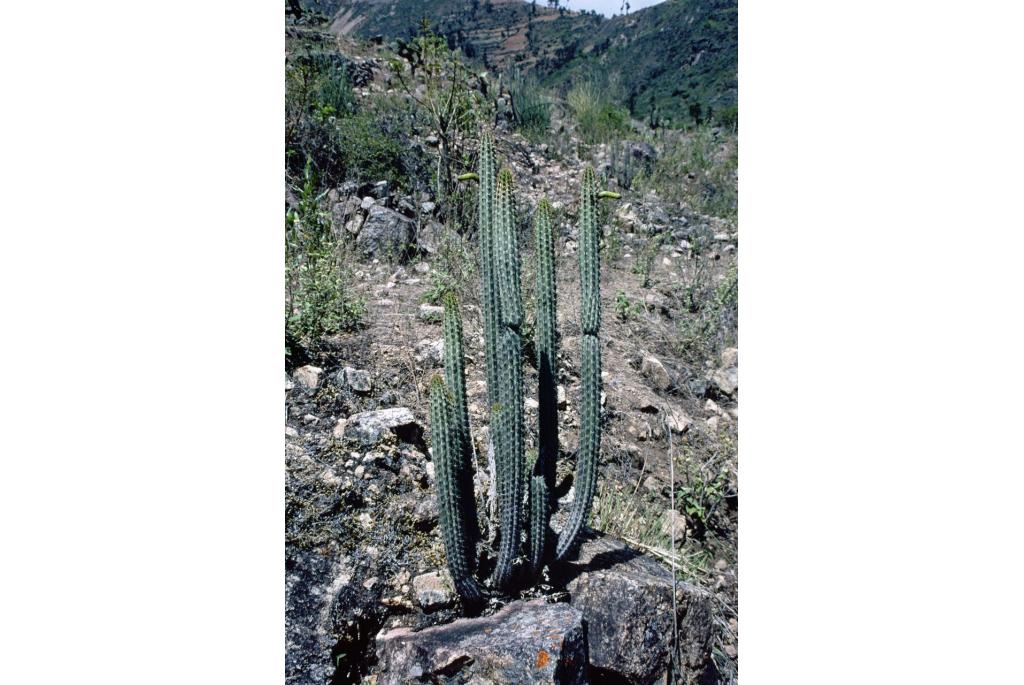 Morawetz Cactus