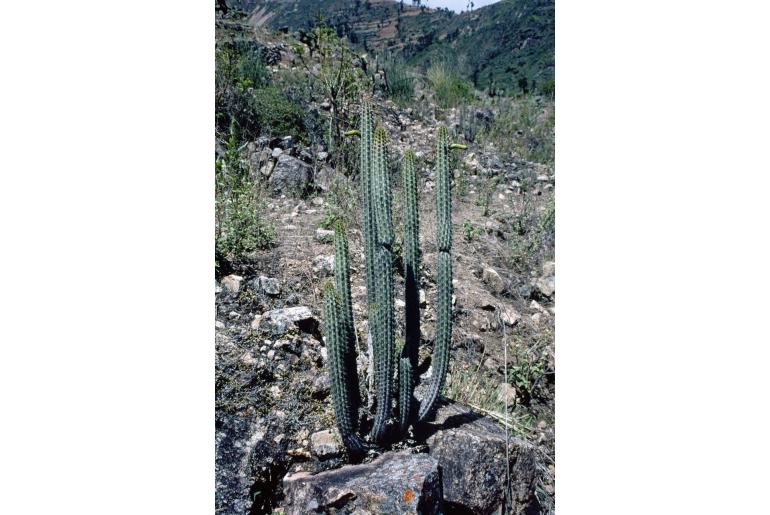 Cleistocactus morawetzianus -2585